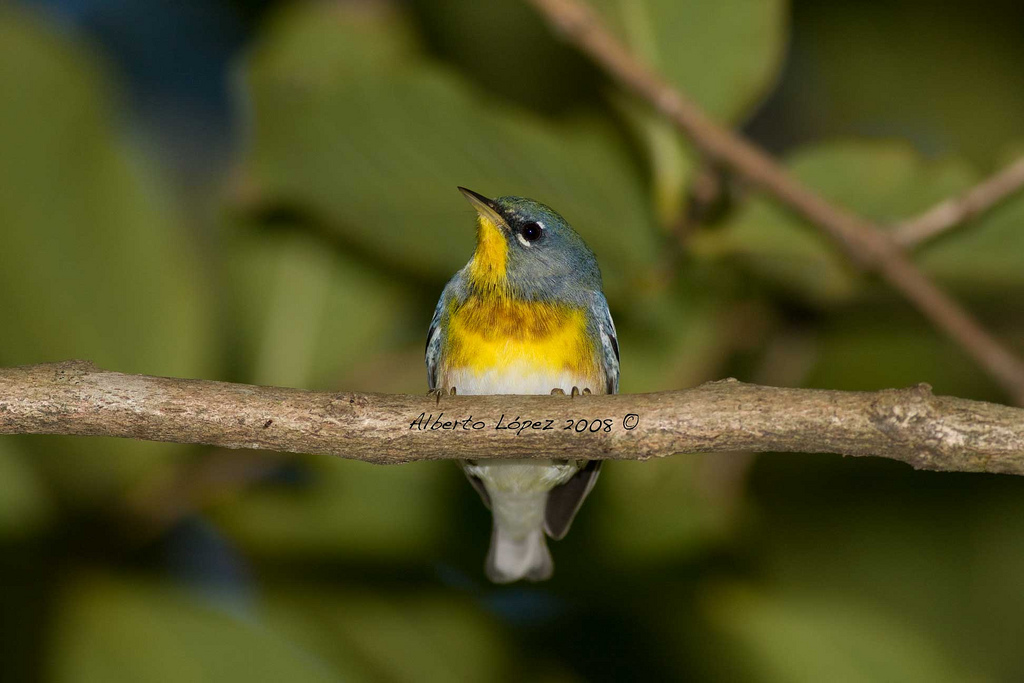 Reinita Pechidorada (© Alberto López)