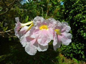 Flores del Roble Blanco