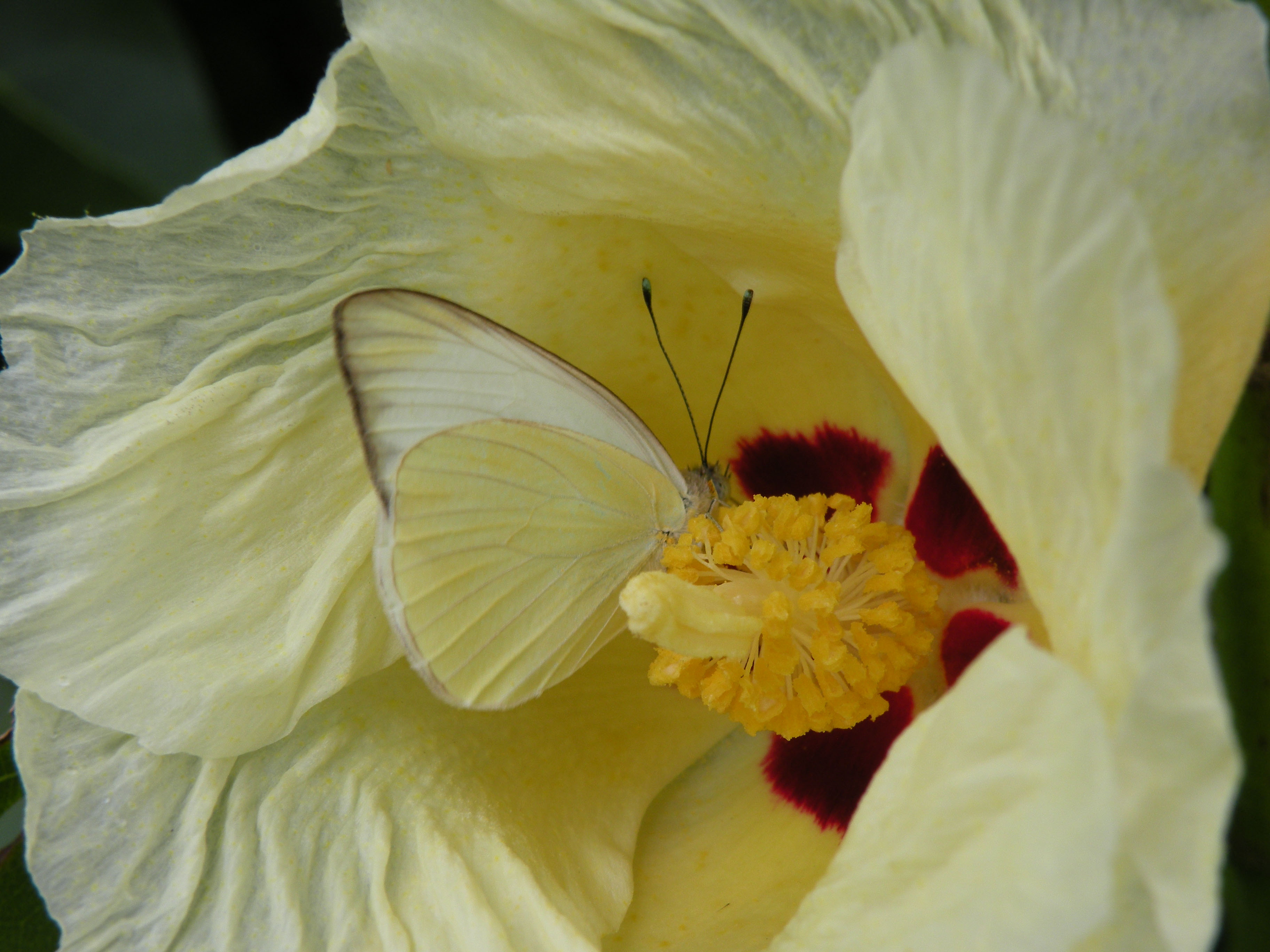 Ascia monuste en flor de Amapola 