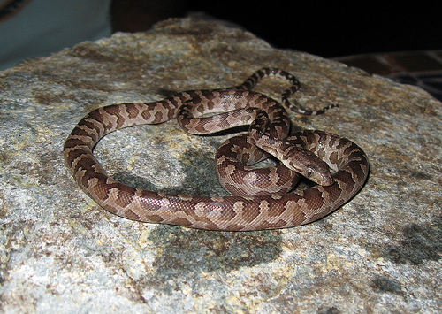 Boa de las islas Vírgenes