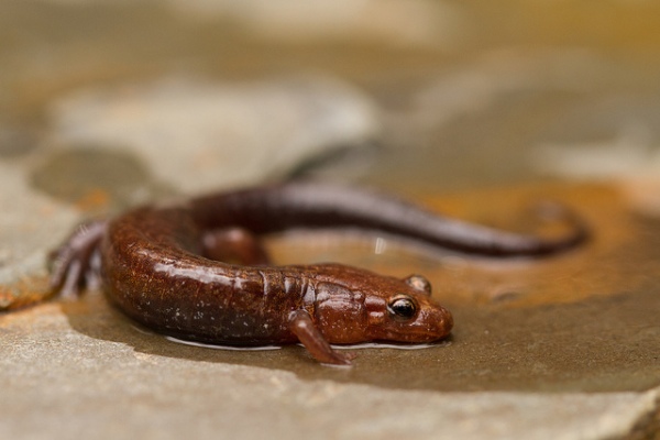 Las salamandras, contrario a las salamanquesas, tienen la piel sueva y húmeda, lo que da una apariencia de que son "babosas".