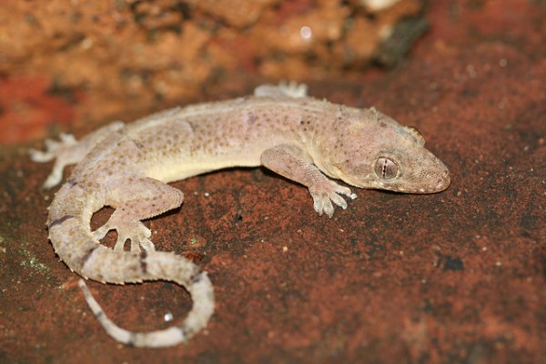 Salamanquesa Fantasma. Foto: Alberto López.