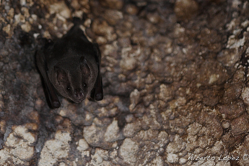 Murciélago Frutero Común. Foto: Alberto López ©