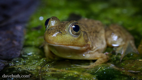 Jeremías es una Rana Toro (Lithobates catesbeianus, también Rana catesbeiana), como ésta, que vivió en el Bosque Urbano de la UPR. Foto por Dave Huth (licencia creative commons).