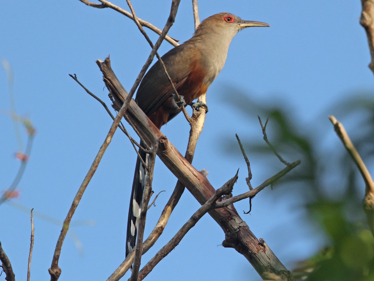 Pajaro Bobo Mayor | Biodiversidad de Puerto Rico